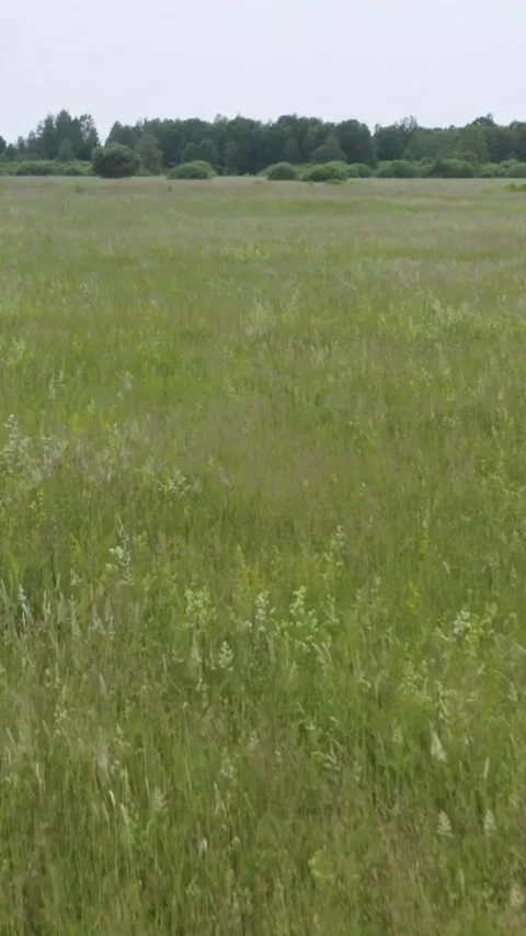 Tall green grass waves in wind on summer meadow Stock Footage 334168835