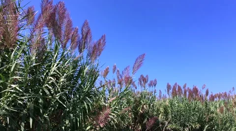 Tall green grass waving in the wind Stock Footage 67889503