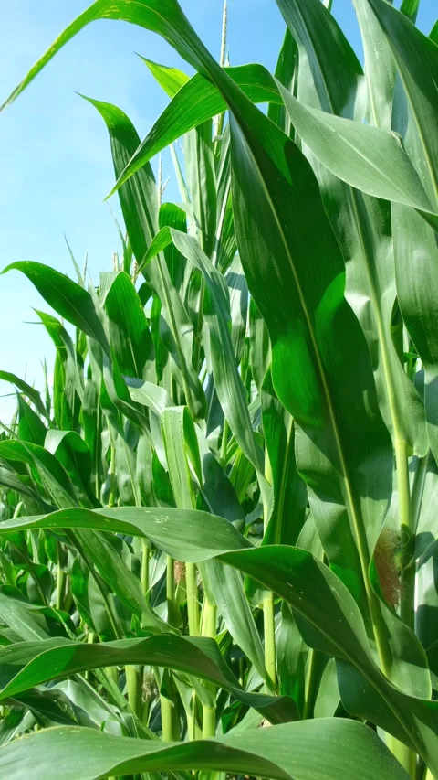 Tall green maize stalks with young corn cobs on an agricultural farm field Stock Footage 340516237