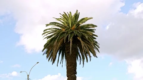 Tall green palm tree isolated on white background with blue sky Stock Footage 331558548