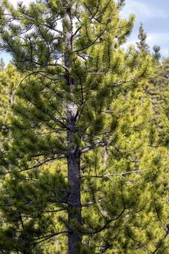 Tall Green Pine Tree with Smaller Pines Stock Photos