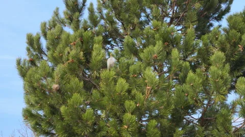 Tall green pine trees with dense needle branches and visible spider nests Stock Footage 335632568