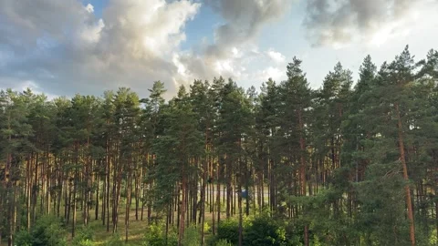 Tall green pine trees in a dense forest under a cloudy blue sky  Stock Footage 339096749