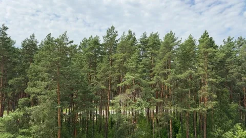 Tall green pine trees in a dense forest under a cloudy summer sky Stock Footage 341510477