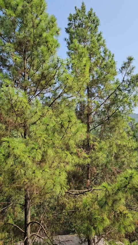 Tall green pine trees Stock Footage 346566416