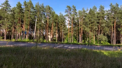 Tall green pine trees lining a paved asphalt road under a clear blue sky Vidéo 339096787
