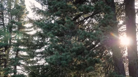 Tall green pine trees with sun flare in Italy - panning shot Stock Footage 111411291