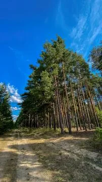 Tall green pine trees under blue sky in forest Stock Photos