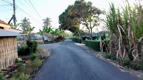 Tall green plants frame a narrow road Stock Footage 345152982