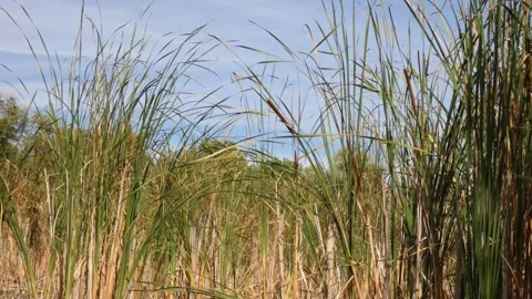 Tall green reed grass wall standing under blue sky Видео 337325429