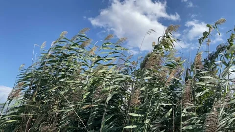 Tall green reeds swaying in the wind under blue sky 스톡 동영상 344020587