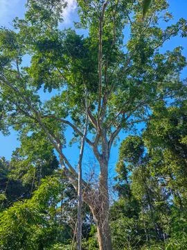 Tall Green Tree Branches Reaching Toward Clear Blue Sky in Forest Low Angle View Stock Photos