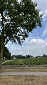 Tall green tree frames rural farm field with neat crop rows, wide open blue Stock-Fotos