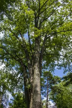 Tall, green tree Stock Photos