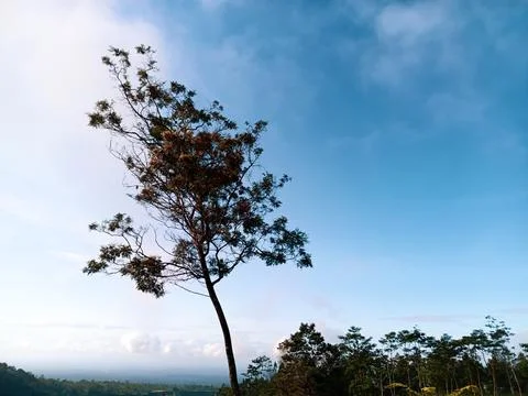 Tall green tree Stock Photos