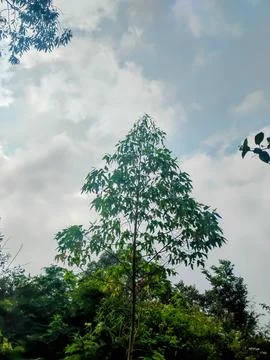 Tall Green Tree with Triangular Canopy Against Cloudy Sky, Low Angle View Stock Photos