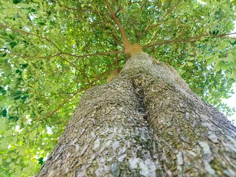 A tall green tree trunk Stock Photos