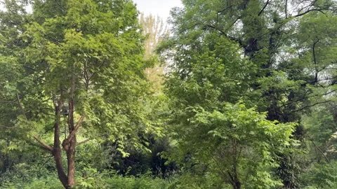 Tall Green Trees Against Evening Sky in Srinagar Kashmir India Video stock 338040560