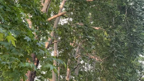 Tall Green Trees Against Evening Sky in Srinagar Kashmir India Stock Footage 338040946