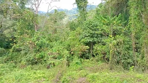 Tall green trees with dense foliage line both sides of the road Stock Footage 278050222