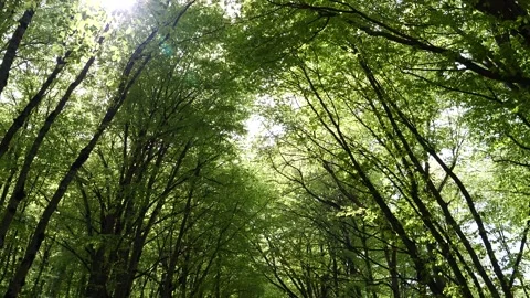 Tall green trees in a dense forest canopy bathed in sunlight Vidéo 275555912