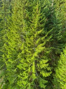 Tall green trees in a dense forest during the day showing a variety of pine.. Stock Photos