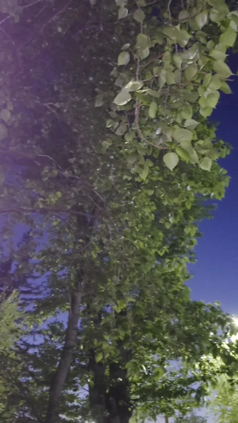 Tall green trees in the park during evening sunset Stock Footage 334378486