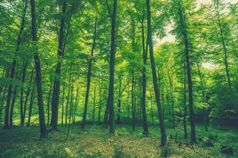 Tall green trees in the spring Stock Photos