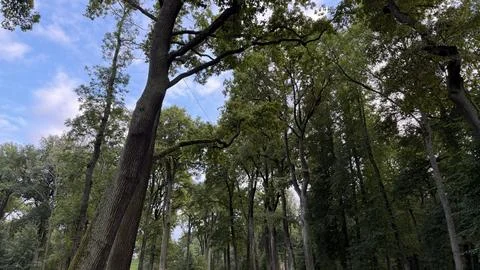 Tall green trees with thick trunks reaching towards a blue sky with light Stock Photos