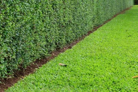 Tall hedge, endless seamless pattern, tall hedge and grass. Stock Photos