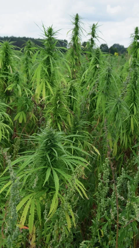 Tall hemp plants growing in dense wild greenery beneath soft cloudy summer sky Stock Footage 345765723