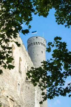 Tall Hermann tower and tree branches, Toompea, Governors garden, Tallinn, E.. Stock Photos