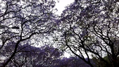 Tall Jacaranda trees lining the street of a Johannesburg suburb Stock Footage 126053796