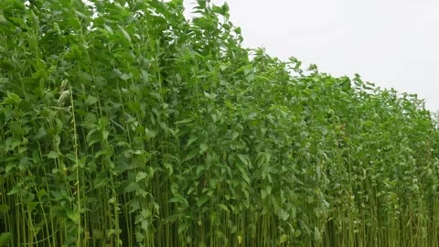 Tall Jute Plants 스톡 동영상 340756777