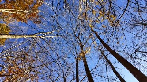 Tall late autumn time trees in Mayberry state park Michigan. Stock Footage 280737428