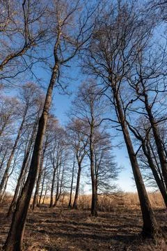 Tall leafless deciduous trees reach into a clear blue sky 库存照片