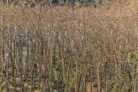 Tall leafless saplings standing close together in nursery rows during dry wi Stock Photos