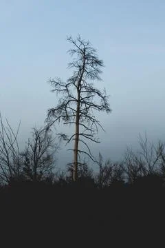 A tall, leafless tree in a dark forest. Фото