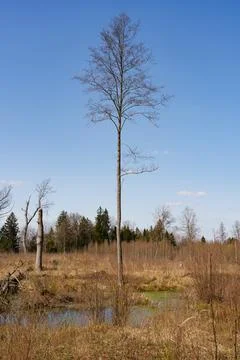 Tall leafless tree standing alone in dry wetland landscape 스톡 사진
