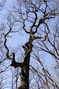 A tall, leafless tree with twisted branches reaches towards the clear blue .. Stock Photos