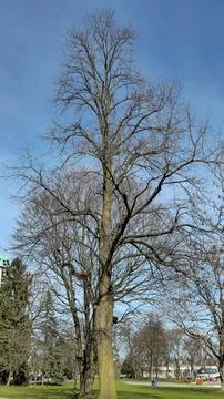 Tall Leafless Tree under Clear Blue Sky 스톡 사진