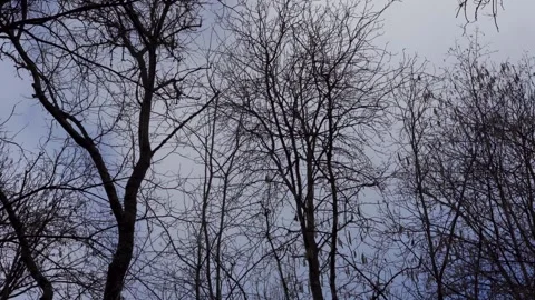 Tall leafless trees with bare branches on a cloudy sky Stockbeeldmateriaal 266169429