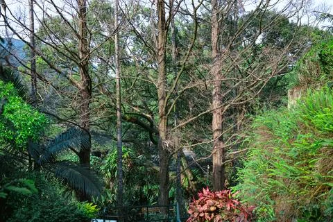 Tall leafless trees contrasting with dense surrounding green forest March 7.. Foto stock