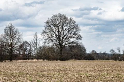 Tall leafless trees growing in the middle of a plowed field under a cloudy sky Foto stock