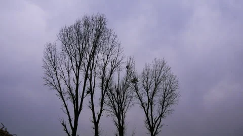 Tall leafless trees or deciduous trees in cloudy and gloomy weather Stock Footage 287546621