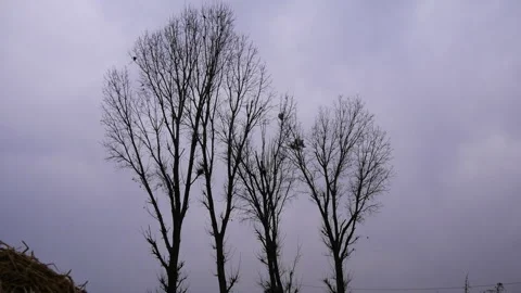 Tall leafless trees or deciduous trees in cloudy and gloomy weather Stock Footage 287548007