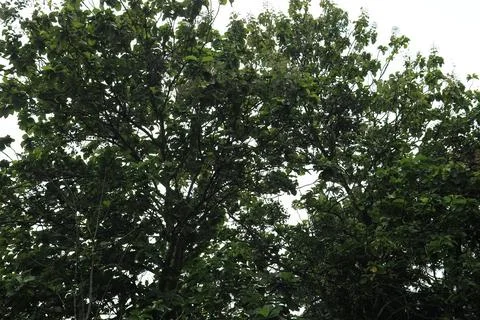 Tall Leafy Structure Filtering Soft Radiance. Stock Photos