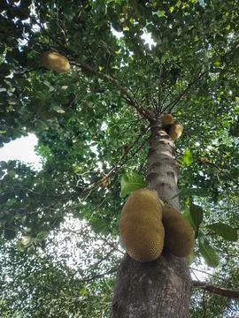 Tall leafy tree with jackfruit on the trunk Stock Photos