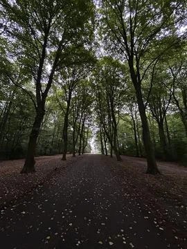 Tall leafy trees arching over quiet park pathway with scattered fallen leaves Stock Photos