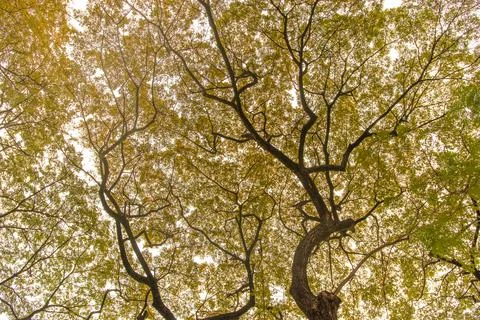 Tall leafy trees towering. trees that grow in summer for cool shade under t.. Stock Photos